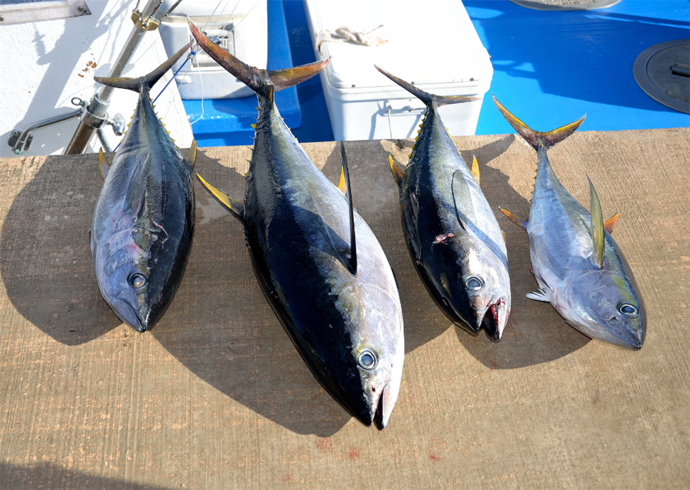 taco marine tuna catch